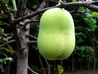 树枝有刺像梨的果子,求见多识广的告知