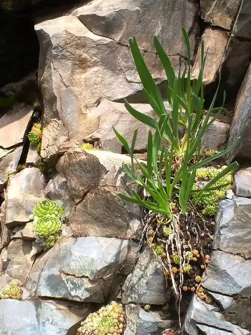 农村常见的山韭菜有什么作用