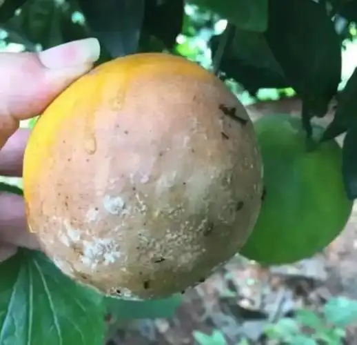 红色警告|当心眼下柑橘果实的头号病害-疫菌褐腐病(附防治方案)