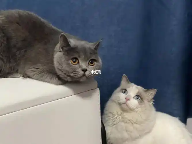 蓝猫和布偶的崽崽