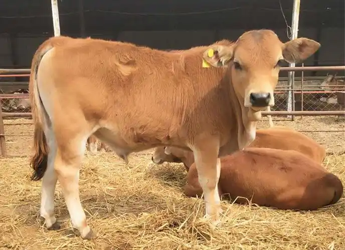 肉牛的品种都是有哪几种黄牛三元改良肉牛一头黄牛能卖多少 钱