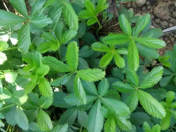 五皮风野生五匹风五皮草五爪龙新鲜蛇含委陵菜重庆中草药一斤包邮