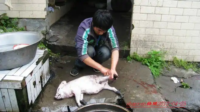 【原创】彝族烤猪儿子肉