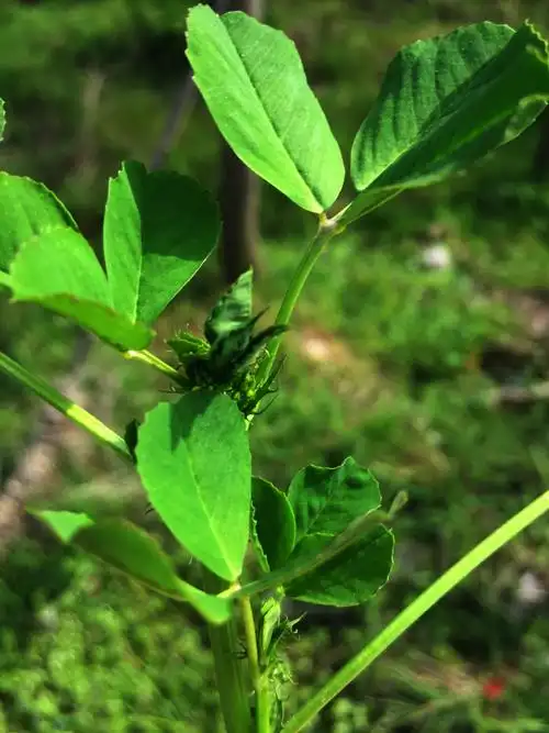 母鸡头,草头,这是城里给起的名字,腌菜坛子里的是记忆中美味的归属