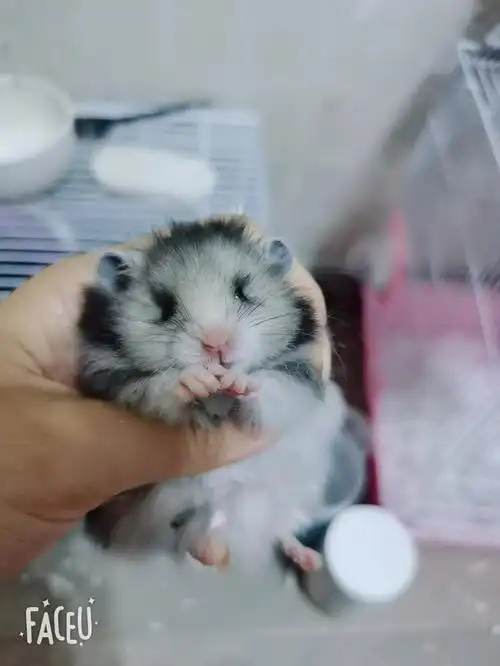 长毛卷毛金丝熊杂银纯银金丝熊