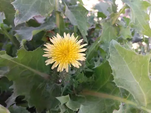 校园三月花事多