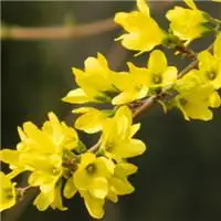 唯美漂亮的迎春花图片头像