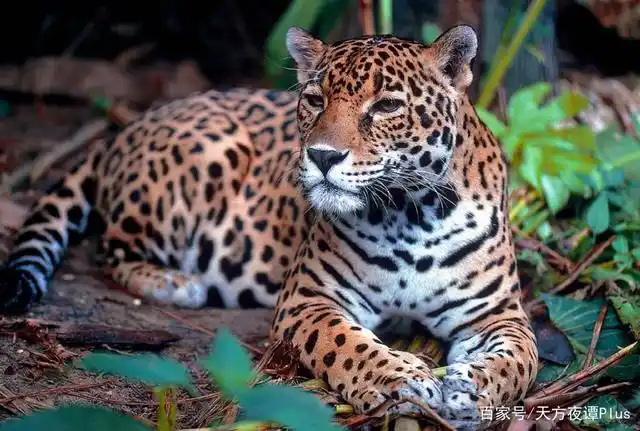 亚马逊雨林7种最危险的动物,食人鱼只排第6