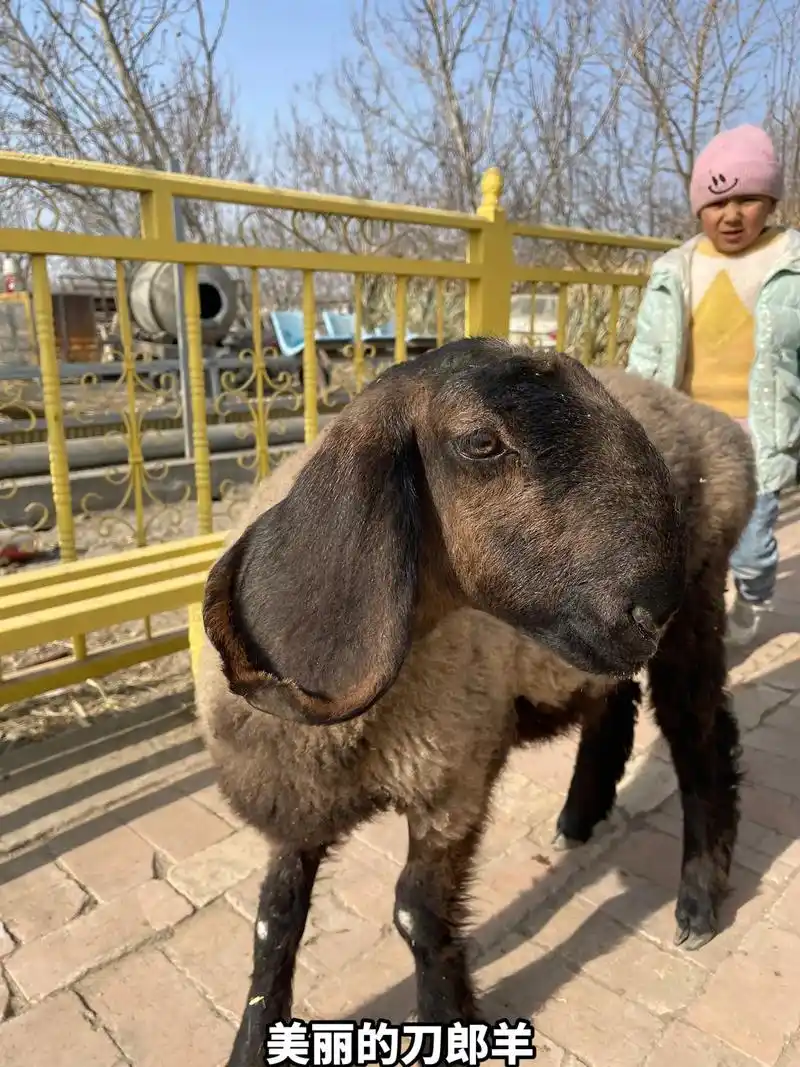 好看的刀郎羊来了喜欢么?#刀郎羊 #养羊人 #养羊创业 #自 - 抖音