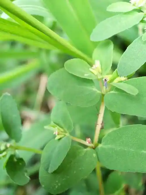 小麻雀的被子斑地锦和花草姐姐一起来认识身边的植物