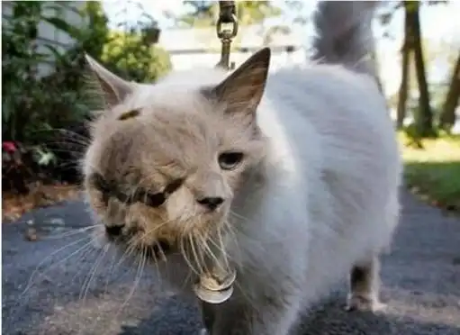 日本核辐射下的变异人形似怪物终身悲惨痛苦视频2