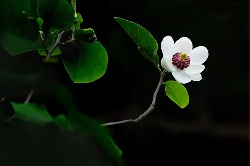 寻找最美天女木兰花 - 美篇