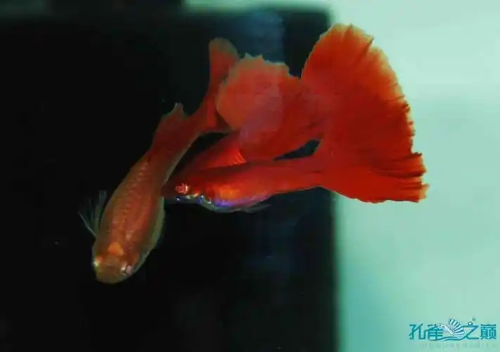 《新加坡全红白子孔雀鱼新拍》