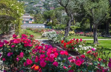 热那亚的玫瑰园