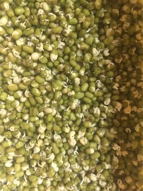 小小豆芽成长记