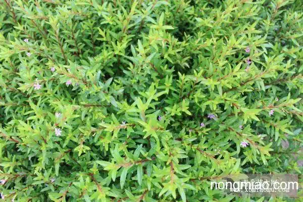 满天星移栽满天星野生满天星满天星价格满天星小苗长期供应