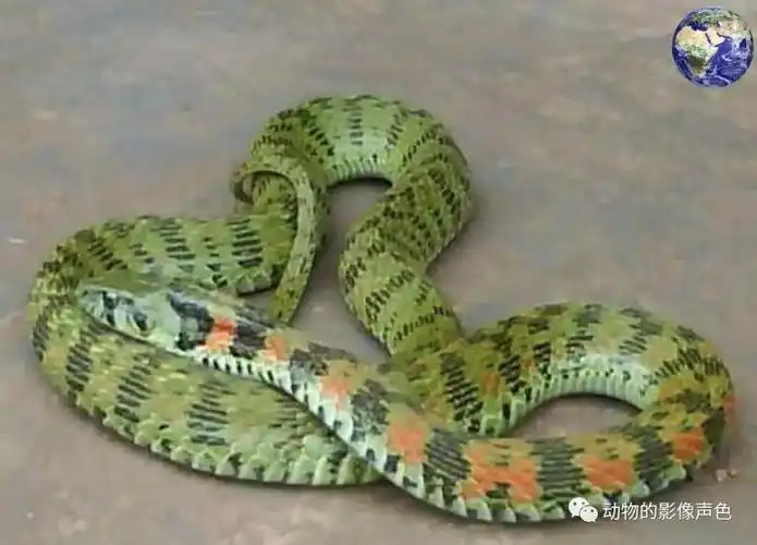 被称为野鸡脖子的毒蛇,到了中国就成了中药