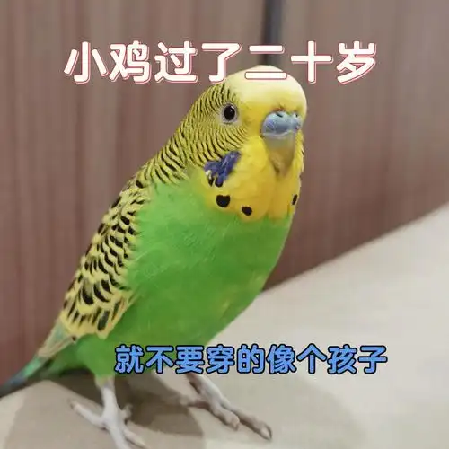 右滑   →  帮小鸡变成熟