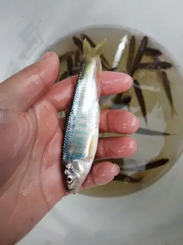 天全三小时鱼获桃花鱼