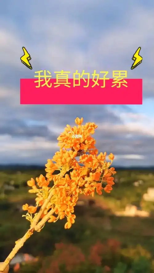 我真的真的好累