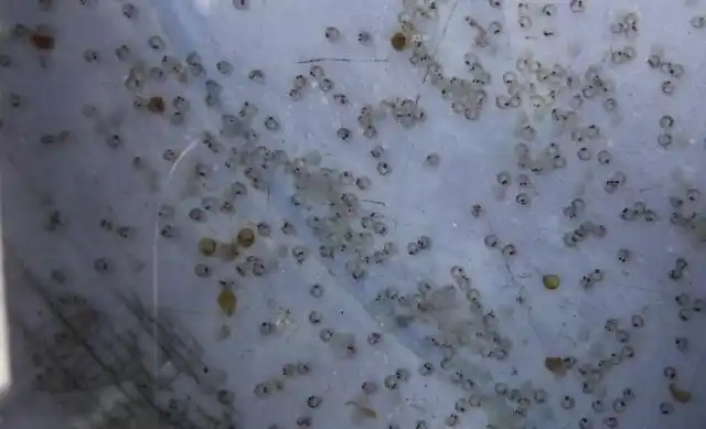 繁殖季将近这些金鱼繁殖的知识送给蠢蠢欲动的你