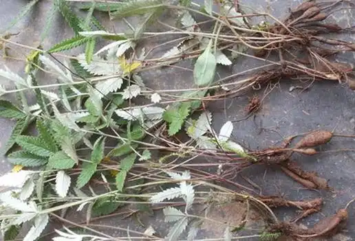 翻白草的功效是什么? - 石塘网