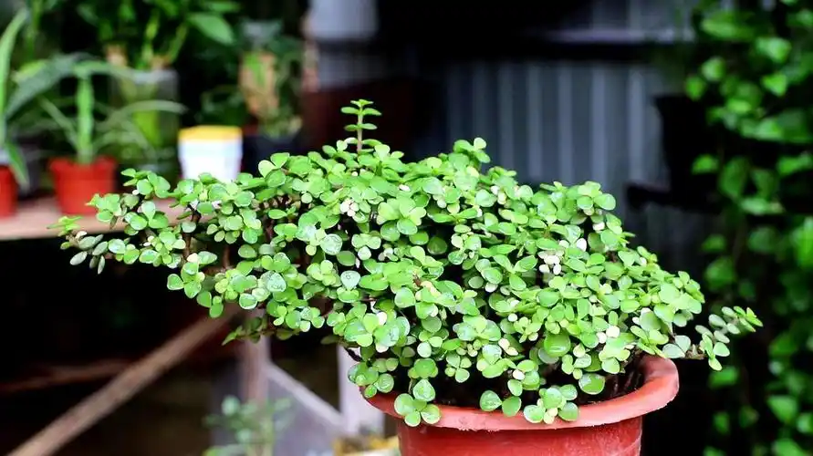 金枝玉叶植物养殖方法(养金枝玉叶只要了解这些方法,新手也能养的枝繁