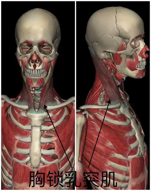肌肉中的"哑巴鸡"——胸锁乳突肌