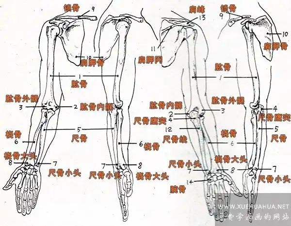 高清看图如图各骨骼对应名称:1:肱骨 ,2肱骨内髁,3: 肱骨外髁,4:尺骨