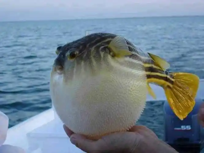 拚死吃河豚 - 简书