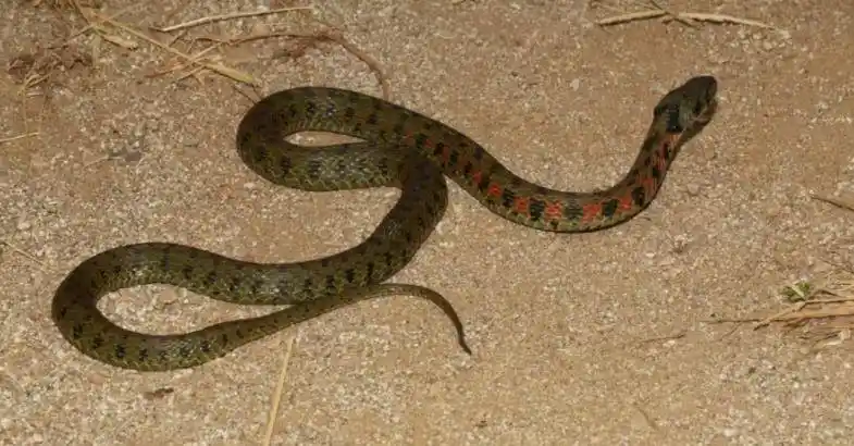 原创外号野鸡脖子身为无毒蛇却体含剧毒其实全是蟾蜍的功劳