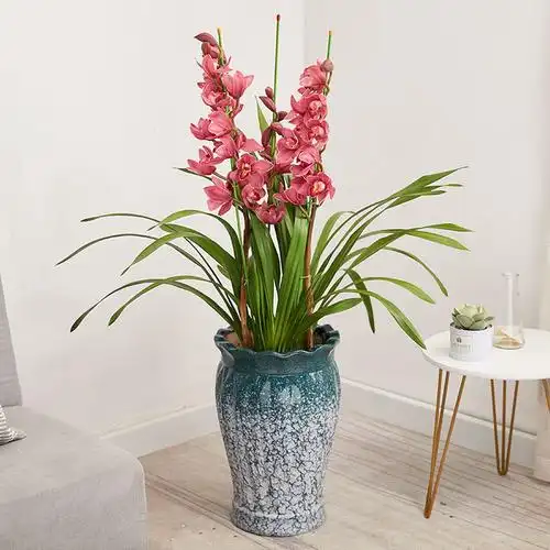 大花蕙兰盆栽天津开业乔迁送礼绿植开花年宵花卉年宵花卉好活易养