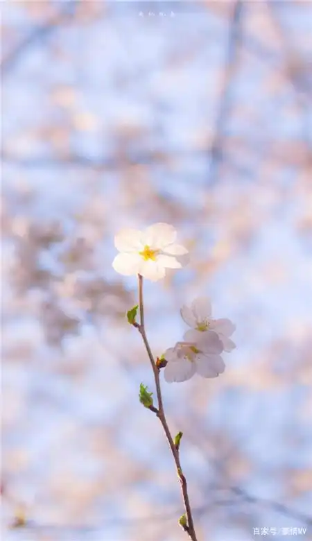 春天唯美粉色桃花手机壁纸图片_一组桃花意境图片素材