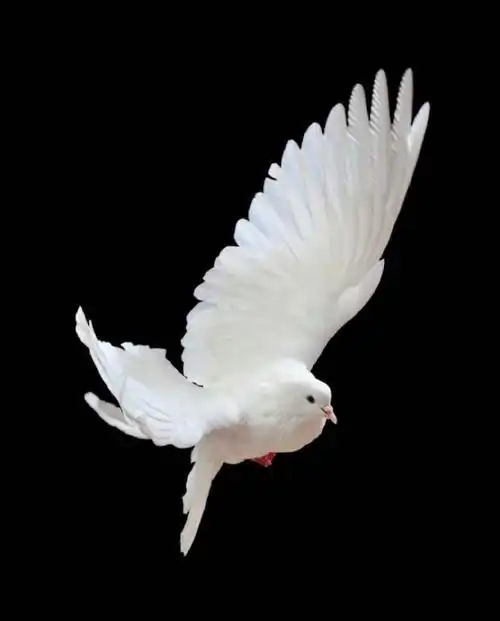 遇见白鸽的你,请不要无视,需要超灵