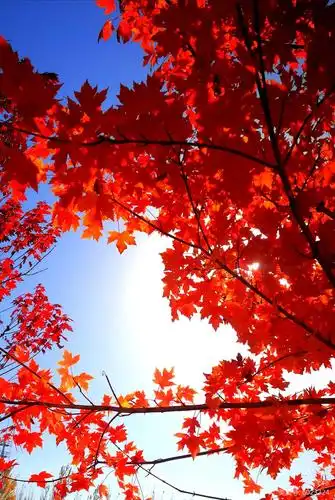 北京延庆火红红枫 - 美篇