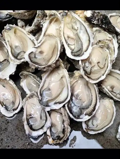 聚会摆摊开店必备选择深海活牡蛎源产地