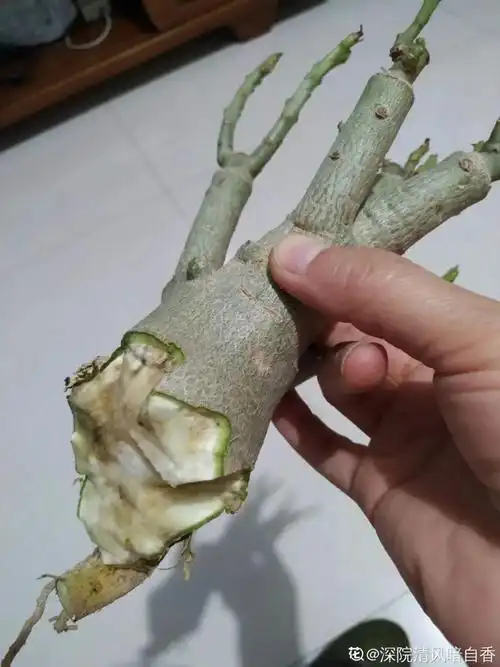 沙漠玫瑰带个大肚子1个月不浇水照样活开花比月季美