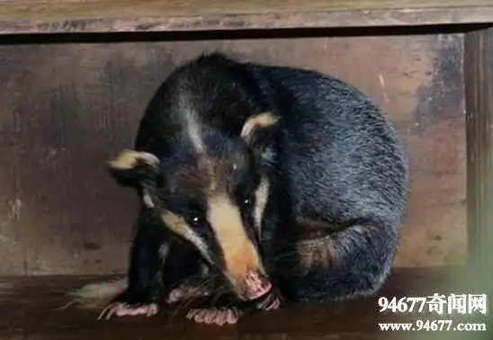 四川恐怖怪兽东方雪人其实就是一只变异的狗獾子