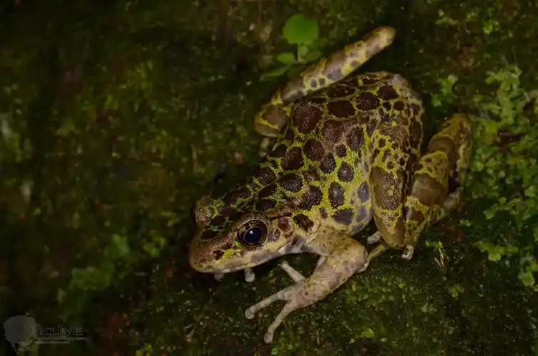 广东车八岭自然观察记录