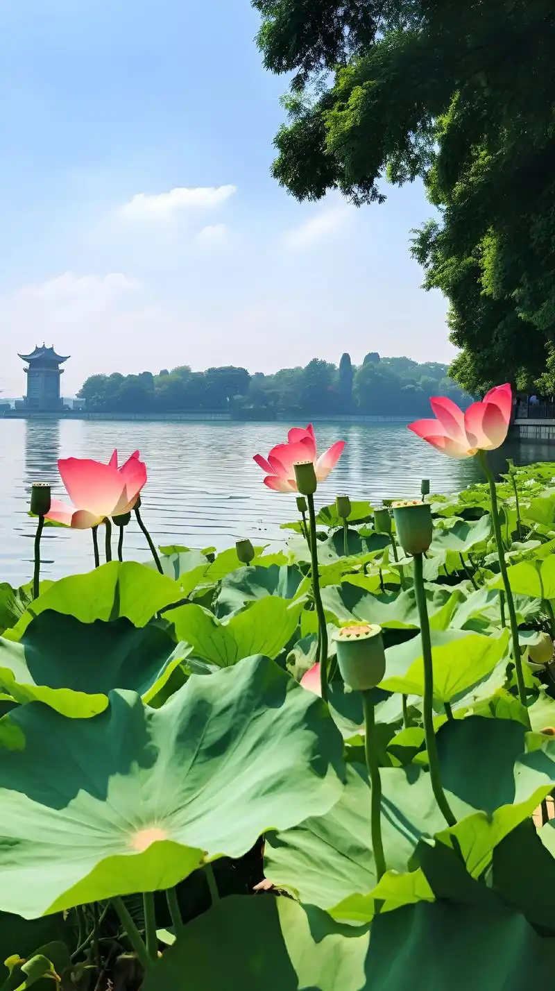 杭州西湖美景.荷花是夏日的期待,被誉为花中君子,正如诗中所说 - 抖音