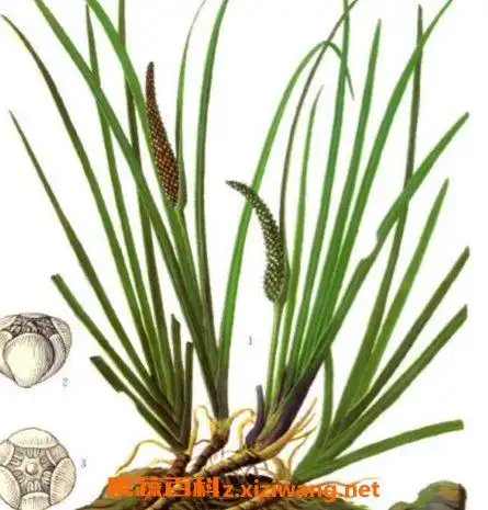 石菖蒲的功效与作用及禁忌