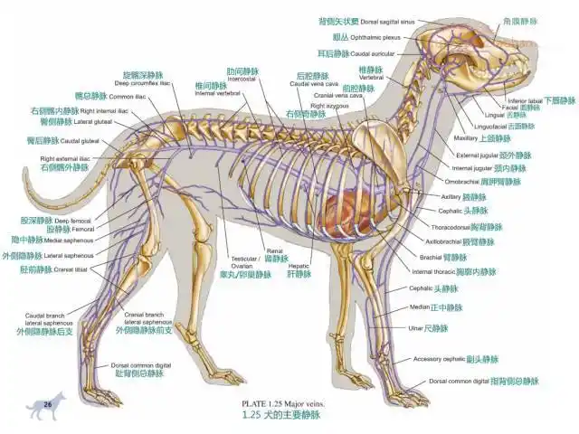 看完这些高清图犬科解剖不用愁