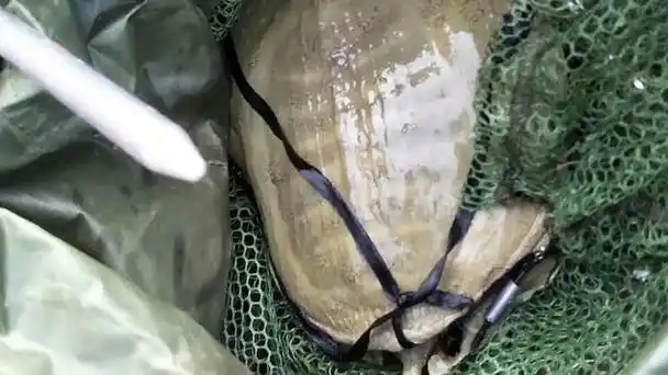 最脏的淡水鱼(盘点4种最脏的鱼)6