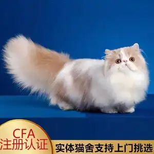 异国长毛加菲猫