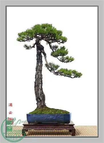 韩学年大师作品——山松盆景(自然大树型二)