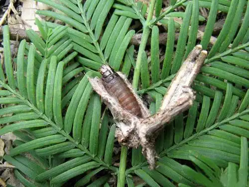 常见园林植物食叶类害虫分类和防治方案--食叶类害虫防治技术