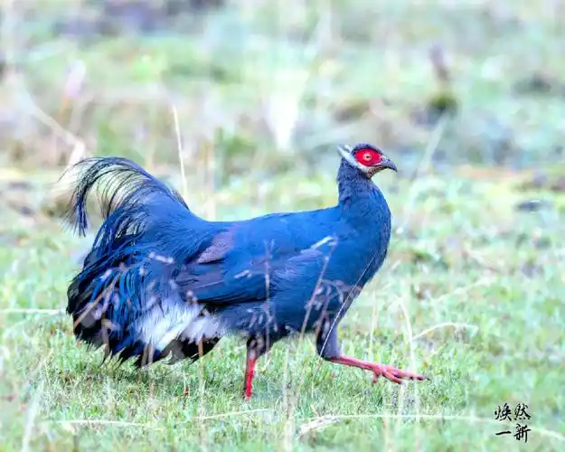 《中国鸟类野外手册》编号45(学名:crossoptilon auritum)是珍稀名贵