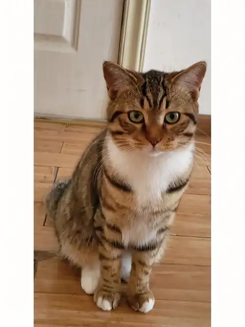 渐层串串狸花土猫小老虎