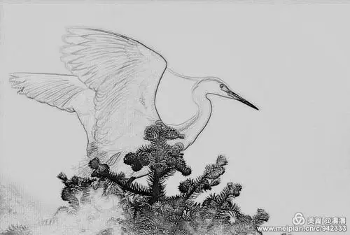 素描白鹭美丽身影.