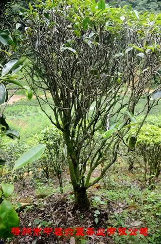 【梧州中茗特约】 老鹰讲古 霜降过后,喝六堡茶? - 美篇